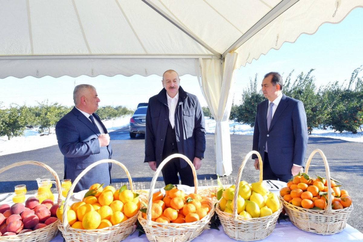 Ilham Aliyev se déplace dans la région de Lenkéran - Mise à Jour  - Photos 