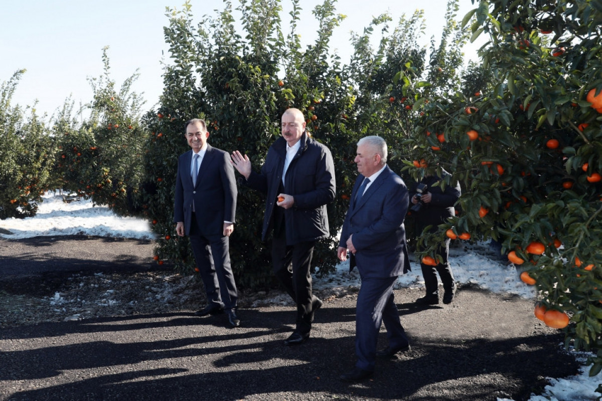 Ilham Aliyev se déplace dans la région de Lenkéran - Mise à Jour  - Photos 