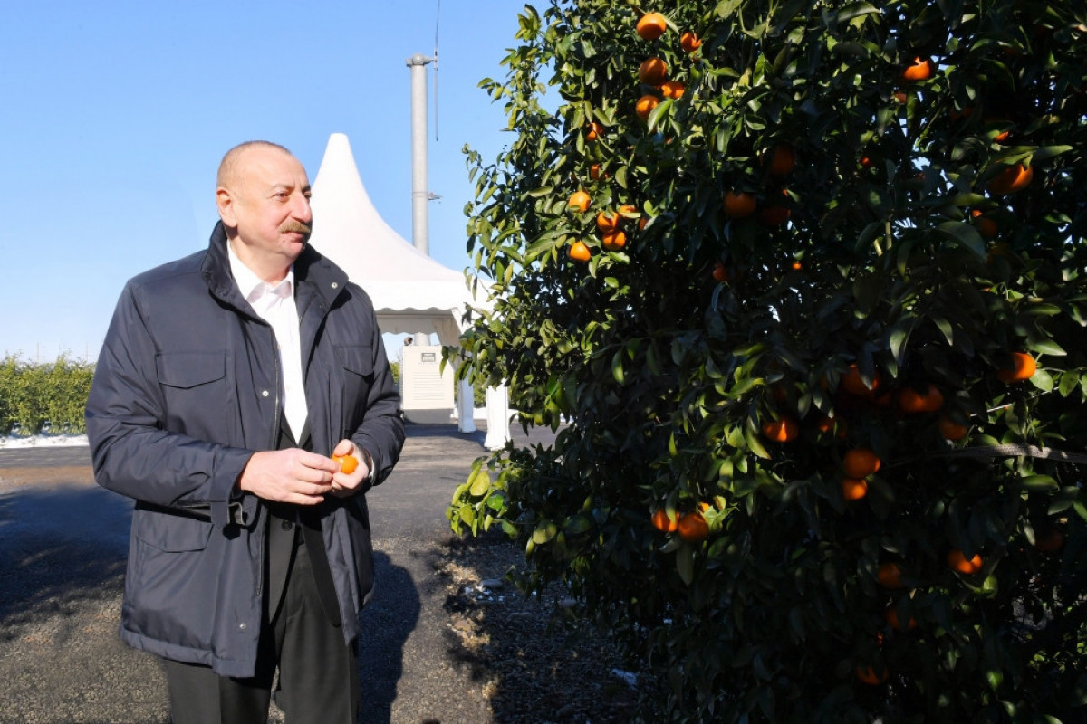 Ilham Aliyev se déplace dans la région de Lenkéran - Mise à Jour  - Photos 
