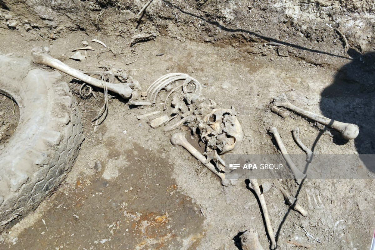 Azerbaïdjan : des fragments d`os découverts dans le bourg de Sougovouchan