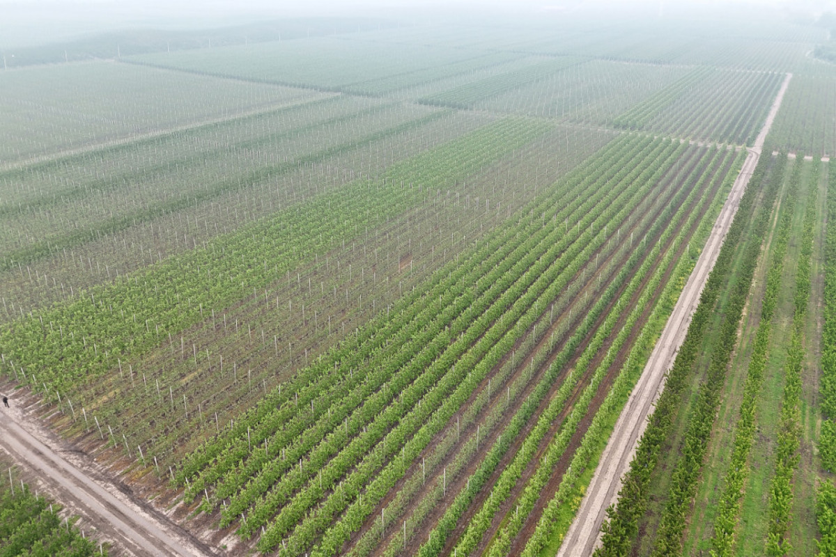 Le président Aliyev visite un complexe d’horticulture et d’entrepôt frigorifique dans la région de Goussar