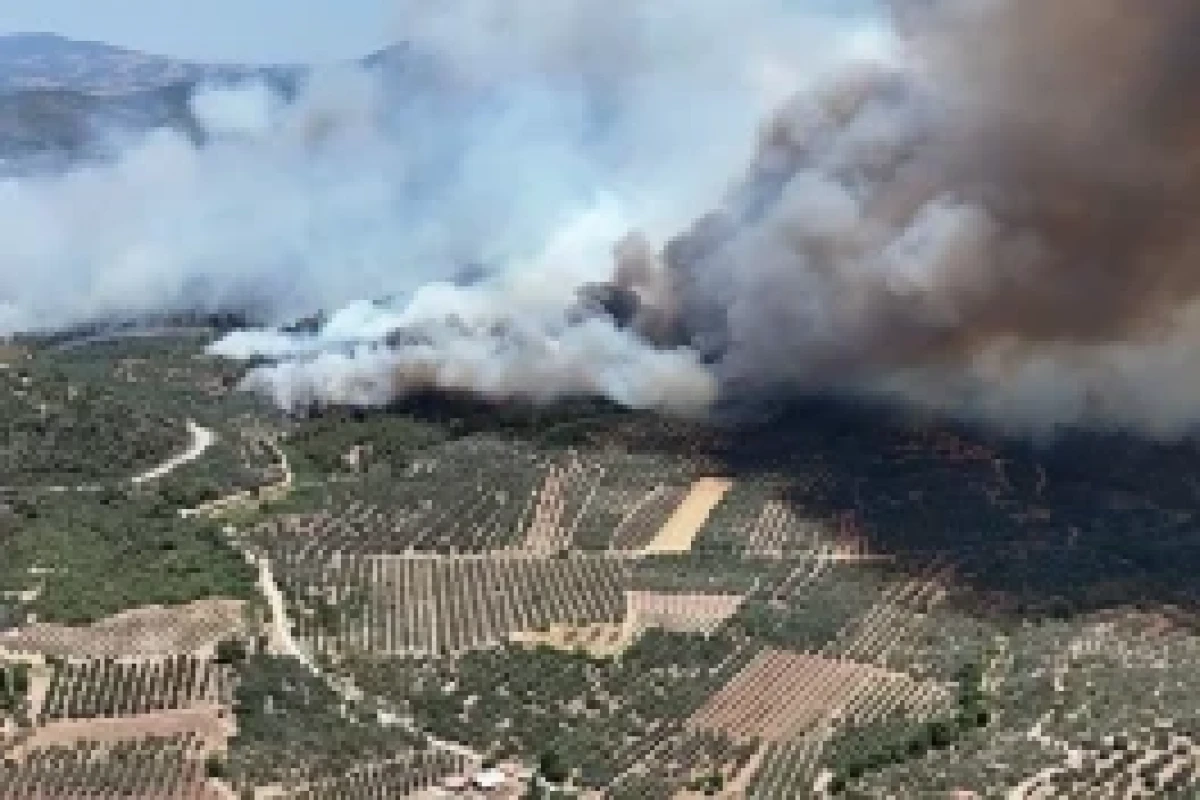 342 incendies de forêt se sont déclarés en Türkiye au cours des cinq derniers jours - Photo 