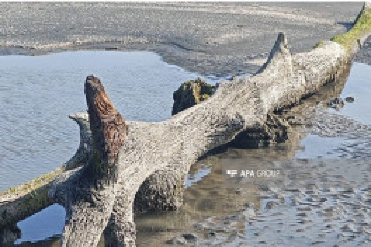 Retrait de la mer Caspienne : vestiges d’une ancienne forêt découverts dans la région azerbaïdjanaise de Lenkéran – Photo 