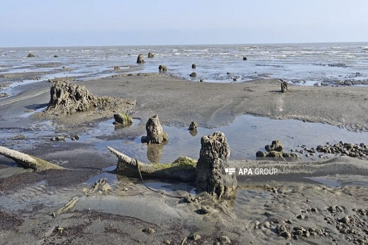 Retrait de la mer Caspienne : vestiges d’une ancienne forêt découverts dans la région azerbaïdjanaise de Lenkéran – Photo 