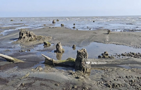 Retrait de la mer Caspienne : vestiges d’une ancienne forêt découverts dans la région azerbaïdjanaise de Lenkéran – Photo 