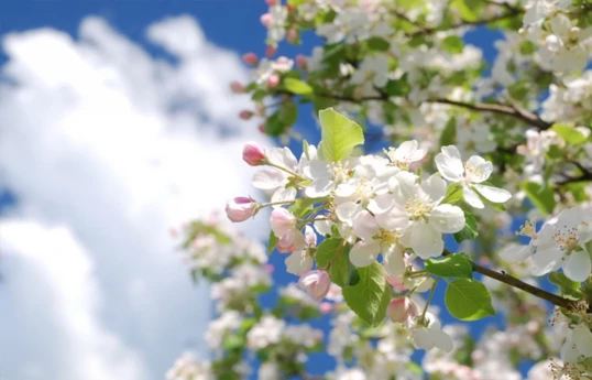 Le printemps est entré en Azerbaïdjan